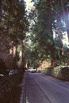 (2)World's longest tree-lined avenue in Tochigi under threat